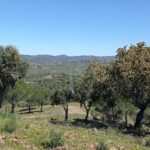 Maison de ferme 19 chambres à vendre à São Bartolomeu de Messines, Silves, Algarve &bull; ARE67581 - gallery image