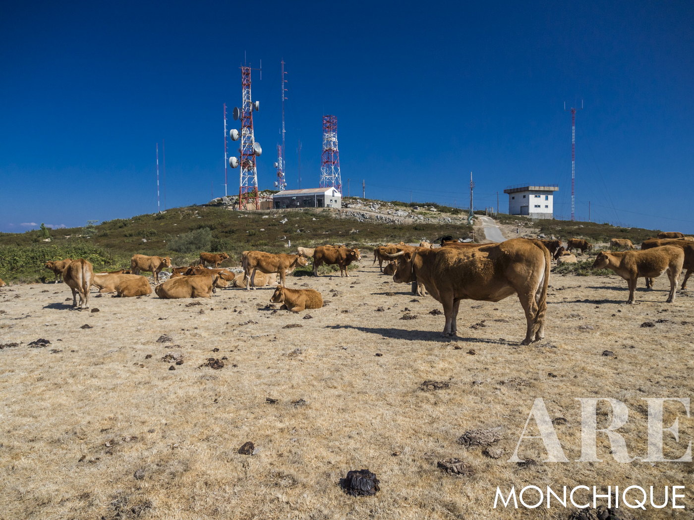 Vaches au milieu des antennes au sommet de Foia