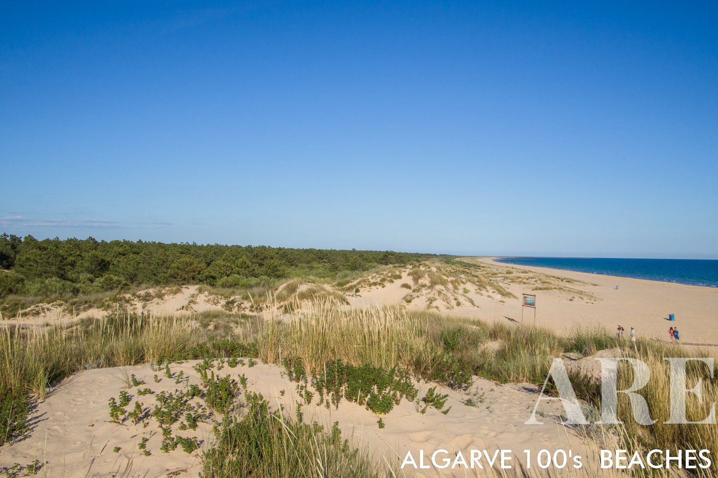 Plage de Santo António avec des pins encadrant le rivage de sable doré.