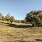 Terrain à vendre à Alcantarilha e Pêra, Silves, Faro - gallery image