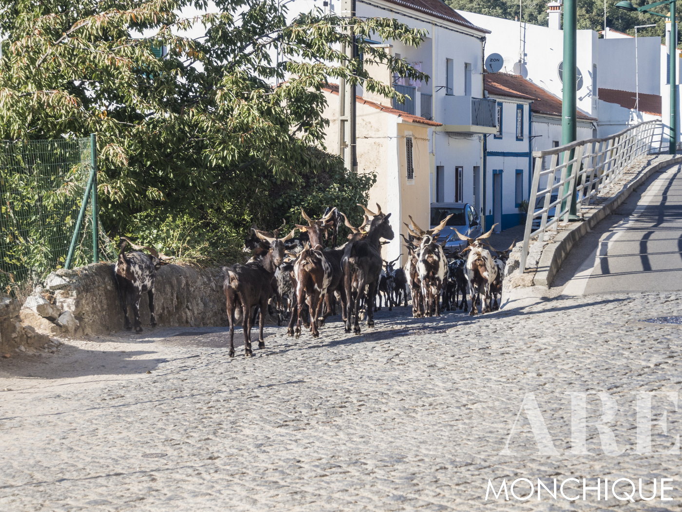 Cabras vagando por las calles de Monchique