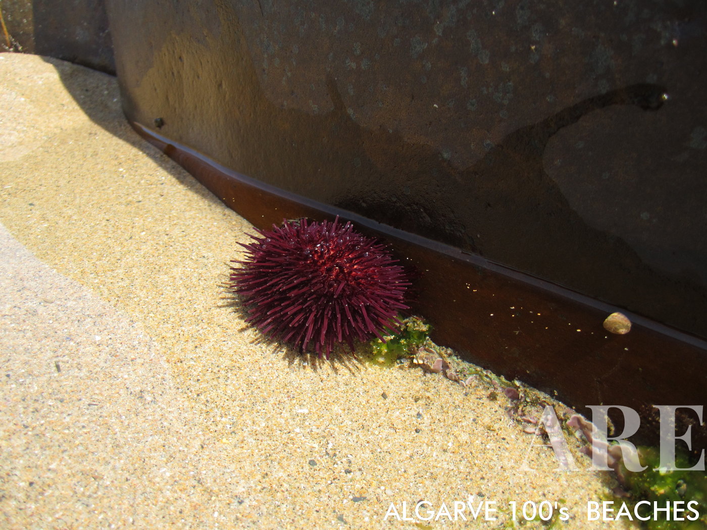 Ouriço-do-mar delicadamente posicionado dentro de uma pequena poça de água das marés na Praia do Canal