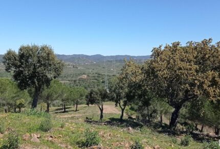 Quinta 19 quartos à venda em São Bartolomeu de Messines, Silves, Algarve &bull; ARE67581