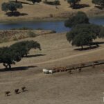 Quinta 4 quartos à venda em Redondo, Évora • ARE79765 - gallery image