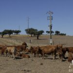 Quinta 4 quartos à venda em Redondo, Évora • ARE79765 - gallery image
