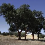 Quinta 4 quartos à venda em Redondo, Évora • ARE79765 - gallery image