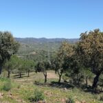 Farmhouse 19-bedroom for sale in São Bartolomeu de Messines, Silves, Algarve • ARE67581 - gallery image