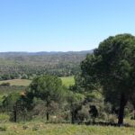 Farmhouse 19-bedroom for sale in São Bartolomeu de Messines, Silves, Algarve • ARE67581 - gallery image