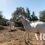 Farmhouse 4-bedroom for sale in Odiáxere, Lagos, Algarve • ARE67580 - gallery image