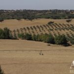 Farmhouse of Madeira Velha with 4-bedroom for sale in Redondo, Évora &bull; ARE79765 - gallery image