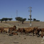 Farmhouse of Madeira Velha with 4-bedroom for sale in Redondo, Évora &bull; ARE79765 - gallery image