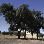 Farmhouse of Madeira Velha with 4-bedroom for sale in Redondo, Évora &bull; ARE79765 - gallery image