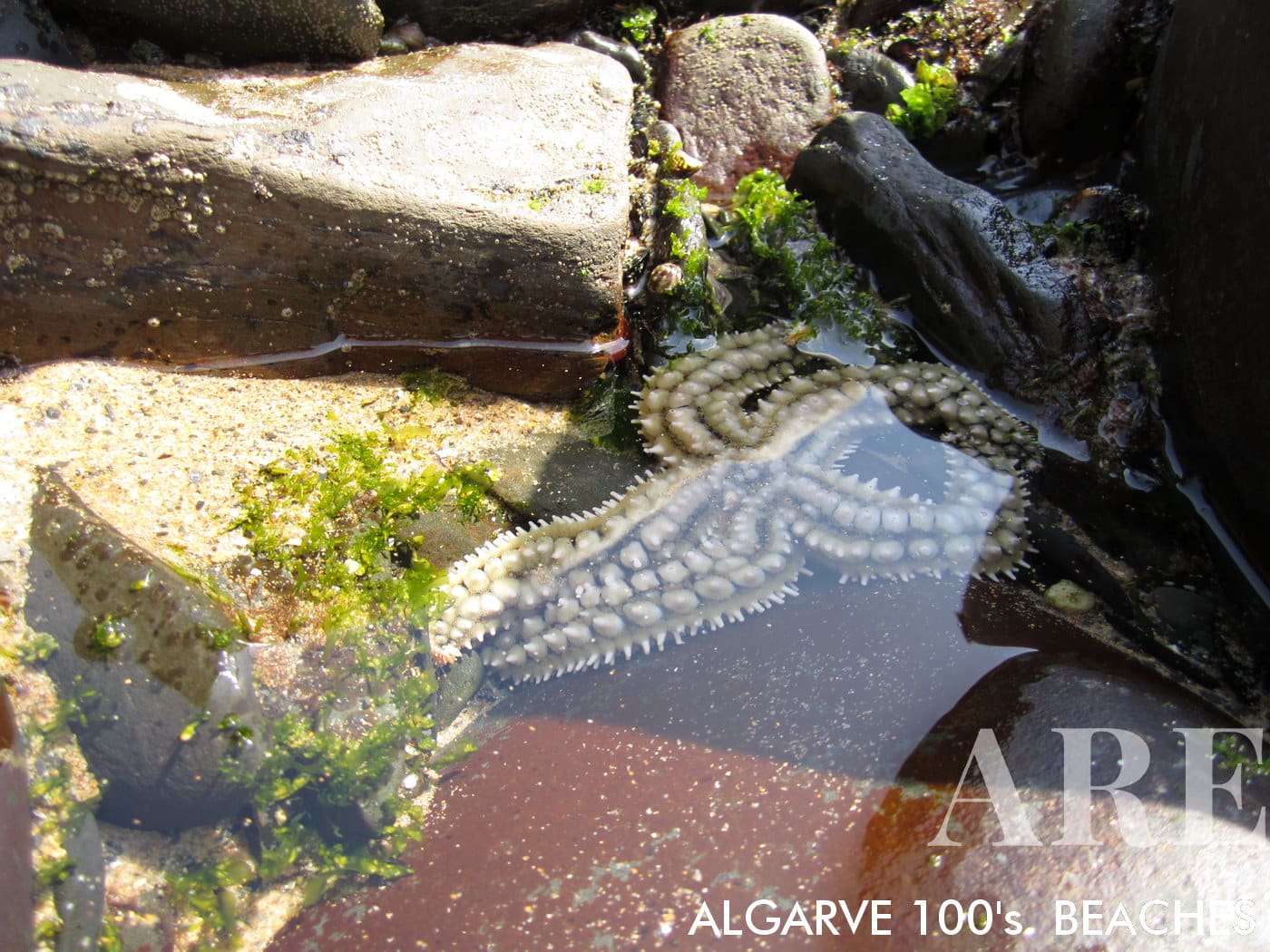 A starfish gracefully submerged in the shallow waters of Canal Beach