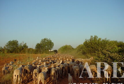 095 Rocha Baixinha beach