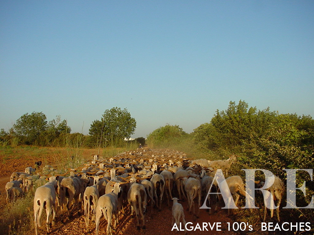 Beyond the falésia beach, life unfolds naturally, marked by pastoral and agricultural traditions. Herdsmen tend to their flocks while farmers cultivate the fertile land, keeping age-old practices alive. This peaceful hinterland presents a stark, yet beautiful contrast to the beachfront, offering a glimpse into the region