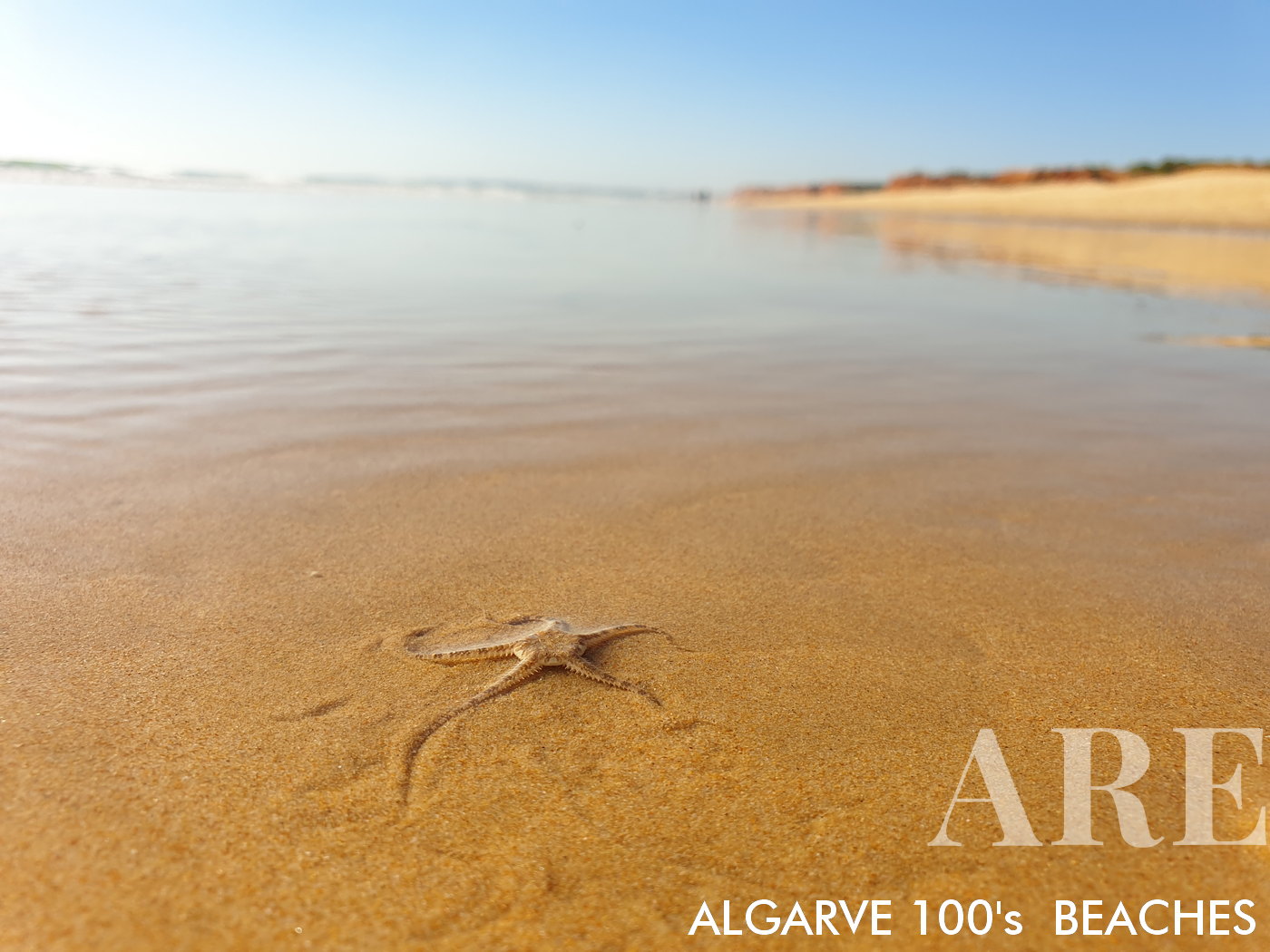 Starfish at Falésia rocha Baixinha beach