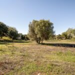 Land for sale in Alcantarilha e Pêra, Silves, Algarve &bull; ARE93912 - gallery image